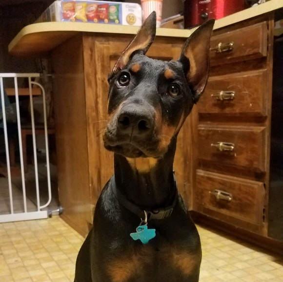 Meet your Posher, Kevin - Picture 1 of 1